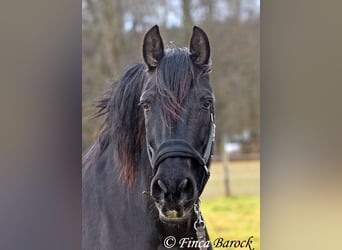 PRE Mestizo, Caballo castrado, 16 años, 162 cm, Negro