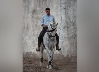 PRE Mestizo, Caballo castrado, 16 años, 163 cm, Tordo
