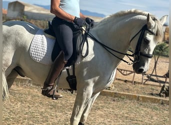 PRE Mestizo, Caballo castrado, 16 años, 163 cm, Tordo