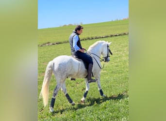 PRE Mestizo, Caballo castrado, 16 años, 163 cm, Tordo