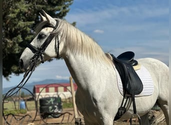 PRE Mestizo, Caballo castrado, 16 años, 163 cm, Tordo