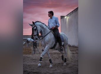 PRE Mestizo, Caballo castrado, 16 años, 163 cm, Tordo