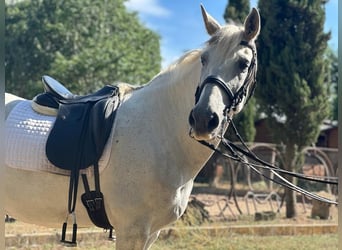 PRE Mestizo, Caballo castrado, 16 años, 163 cm, Tordo