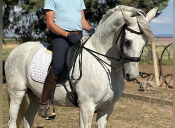 PRE Mestizo, Caballo castrado, 16 años, 163 cm, Tordo