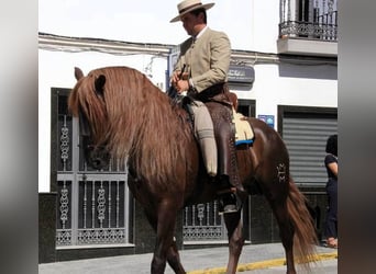 PRE Mestizo, Caballo castrado, 16 años, 164 cm, Alazán-tostado