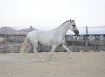 PRE, Caballo castrado, 16 años, 172 cm, Tordo