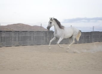 PRE, Caballo castrado, 16 años, 172 cm, Tordo