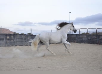 PRE, Caballo castrado, 16 años, 172 cm, Tordo