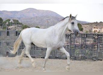 PRE, Caballo castrado, 16 años, 172 cm, Tordo