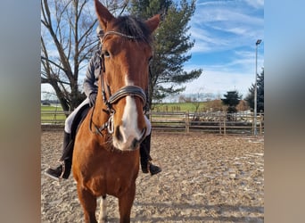 PRE Mestizo, Caballo castrado, 16 años, 173 cm, Castaño