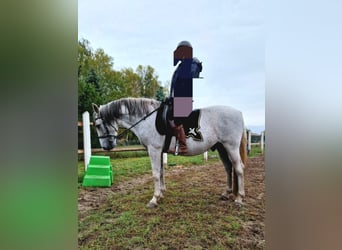 PRE Mestizo, Caballo castrado, 16 años, Tordo rodado