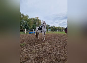 PRE Mestizo, Caballo castrado, 16 años, Tordo rodado