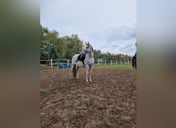 PRE Mestizo, Caballo castrado, 16 años, Tordo rodado