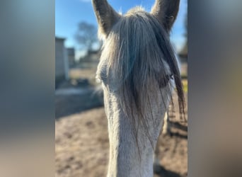 PRE Mestizo, Caballo castrado, 16 años, Tordo rodado