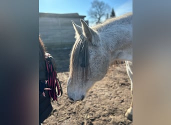 PRE Mestizo, Caballo castrado, 16 años, Tordo rodado