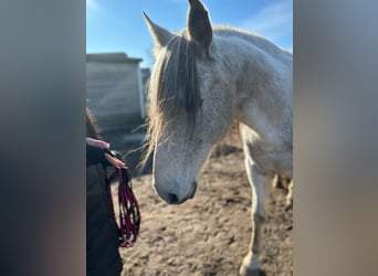 PRE Mestizo, Caballo castrado, 16 años, Tordo rodado