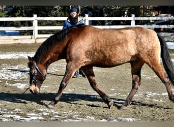 PRE Mestizo, Caballo castrado, 17 años, 159 cm, Bayo