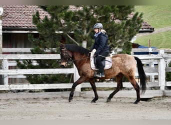 PRE Mestizo, Caballo castrado, 17 años, 159 cm, Bayo