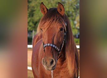 PRE Mestizo, Caballo castrado, 17 años, 165 cm, Castaño