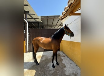 PRE Mestizo, Caballo castrado, 17 años, 165 cm, Castaño