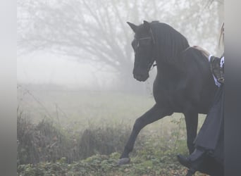 PRE, Caballo castrado, 18 años, 152 cm, Morcillo