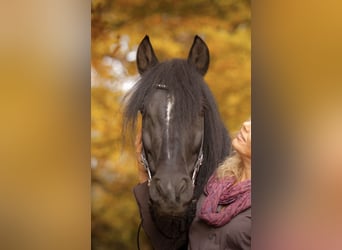 PRE, Caballo castrado, 18 años, 152 cm, Morcillo