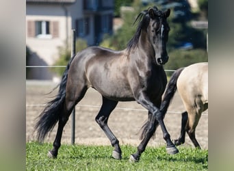 PRE, Caballo castrado, 18 años, 152 cm, Morcillo