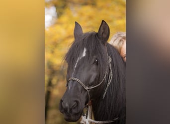 PRE, Caballo castrado, 18 años, 152 cm, Morcillo