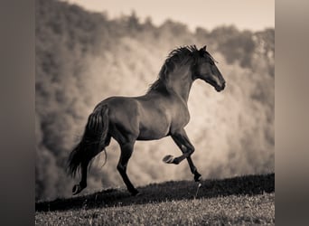 PRE, Caballo castrado, 18 años, 152 cm, Morcillo