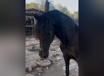PRE Mestizo, Caballo castrado, 18 años, 163 cm, Negro