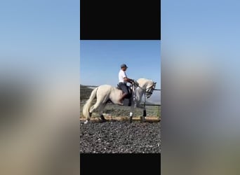 PRE, Caballo castrado, 18 años, 172 cm, Tordo