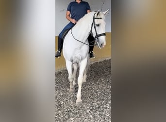 PRE, Caballo castrado, 18 años, 172 cm, Tordo