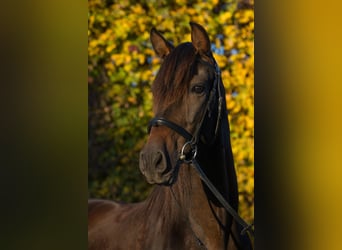 PRE Mestizo, Caballo castrado, 19 años, 156 cm, Morcillo