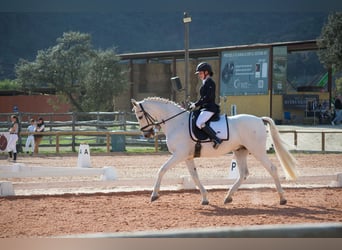 PRE, Caballo castrado, 19 años, 165 cm, Tordo