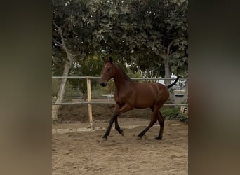PRE Mestizo, Caballo castrado, 1 año, 148 cm, Castaño