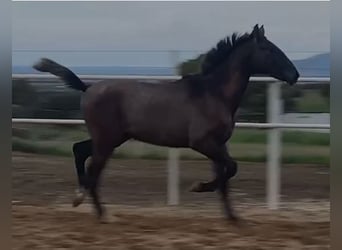 PRE, Caballo castrado, 1 año, 150 cm, Tordo