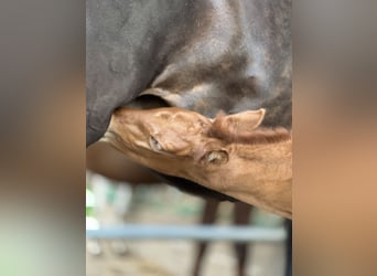 PRE, Caballo castrado, 1 año, 160 cm, Alazán