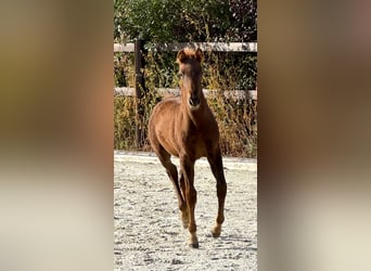 PRE, Caballo castrado, 1 año, 160 cm, Alazán