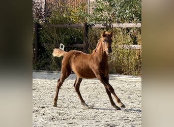 PRE, Caballo castrado, 1 año, 160 cm, Alazán
