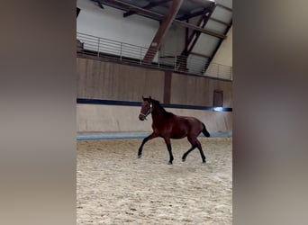 PRE Mestizo, Caballo castrado, 1 año, 160 cm, Castaño