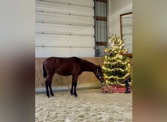 PRE Mestizo, Caballo castrado, 1 año, 160 cm, Castaño