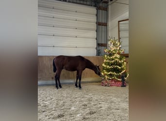 PRE Mestizo, Caballo castrado, 1 año, 160 cm, Castaño