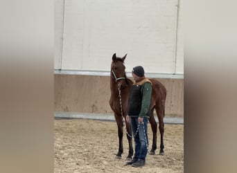 PRE Mestizo, Caballo castrado, 1 año, 160 cm, Castaño