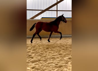 PRE Mestizo, Caballo castrado, 1 año, 160 cm, Castaño