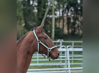 PRE Mestizo, Caballo castrado, 1 año, 160 cm, Castaño