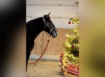 PRE Mestizo, Caballo castrado, 1 año, 160 cm, Castaño