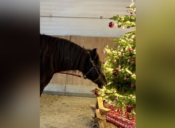 PRE Mestizo, Caballo castrado, 1 año, 160 cm, Castaño