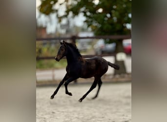 PRE, Caballo castrado, 1 año, 162 cm, Castaño