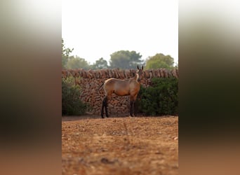 PRE Mestizo, Caballo castrado, 1 año, Tordo