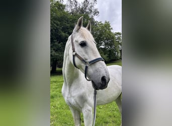 PRE, Caballo castrado, 20 años, 162 cm, Tordo